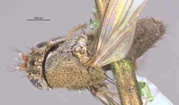 Media type: image;   Entomology 11147 Aspect: habitus dorsal view